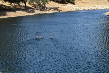 Ducks in a Lake