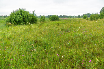 Summer countryside landscape with village in the distant and green grass field with wildflowers. Rural peaceful landscape in the morning.