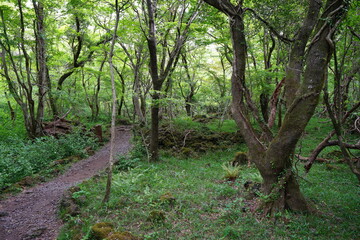 old trees and fresh ferns in spring forest