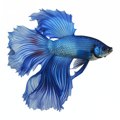 Fototapeta premium Bright Blue Betta Fish With Flowing Fins And Scales On A White Background