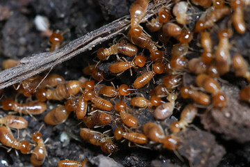 Termites are small insects that live in underground nests and termite mounds. Termites can consume wooden structures of a house and other parts such as wooden floors, windows, doors, and furniture.