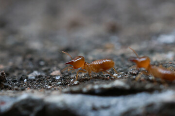 Termites are small insects that live in underground nests and termite mounds. Termites can consume wooden structures of a house and other parts such as wooden floors, windows, doors, and furniture.