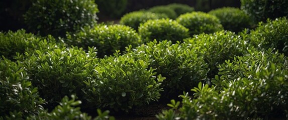 boxwood background Creative banner Copyspace image.