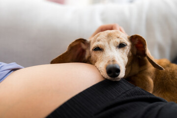 Dachshund lying on pregnant woman tummy