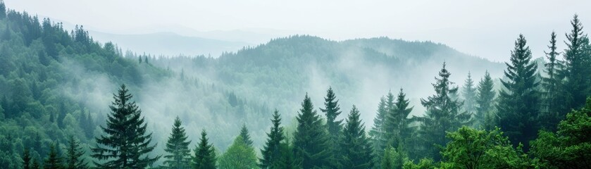 Fototapeta premium Misty forest with lush green trees covering rolling hills, creating a serene and tranquil atmosphere in a natural landscape.
