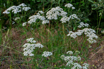 Achillea millefolium. Yarrow or Bravío Parsley plants with white petaled flowers in riverside forest. © LFRabanedo