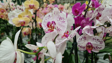 Phalaenopsis. Orchid flowers close up. Selling orchids in a flower shop. Collection of various brightly blooming orchids. Natural background. Flower business