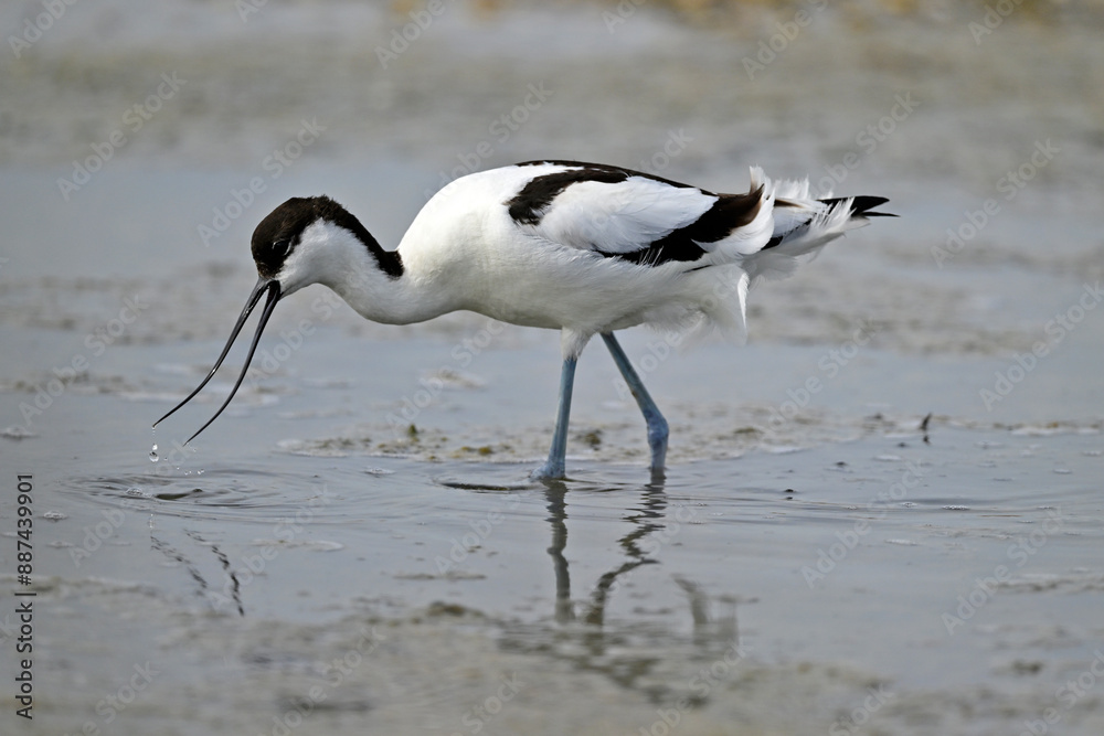 Sticker Pied avocet // Säbelschnäbler (Recurvirostra avosetta)