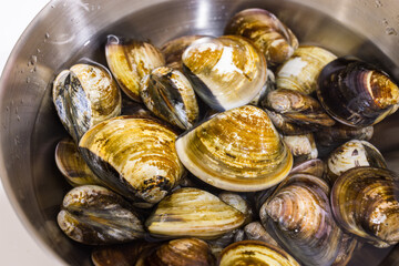 Fresh raw uncooked clam in the kitchen