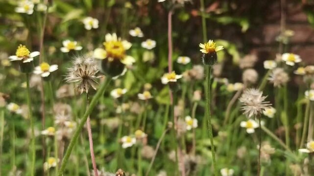 tridax flower
