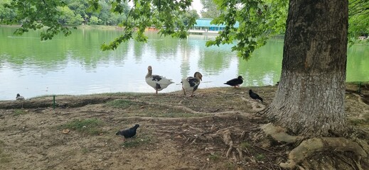 pond in the park in Tashkent