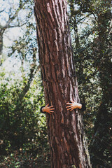 A woman hugs the ancestral trunk of a tree in the forest. Only her hands are visible