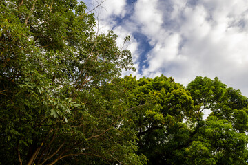 Obraz premium trees in the forest, Árvores Brasil.