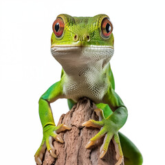 Close-Up Of A Green Lizard With Bright Red Eyes Clinging To A Tree Branch On White Background