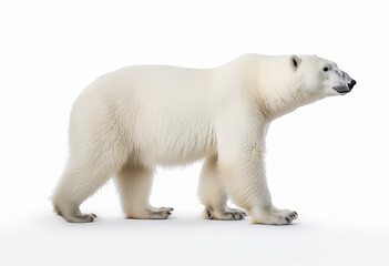 Fototapeta premium Side View of a Polar Bear Against a White Background Highlighting Its Fluffy White Fur and Strong Build