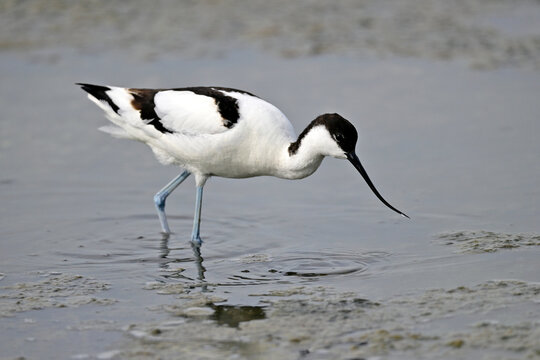 Pied avocet // S&auml;belschn&auml;bler  (Recurvirostra avosetta) 