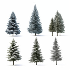 Obraz premium Six Different Snowy Pine Trees Arranged In A Row On A White Background