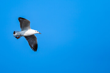 Flying Seagull, clear blue sky background, copy space