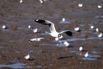 Flying Black-headed gull, Seagull, landing on the beach
