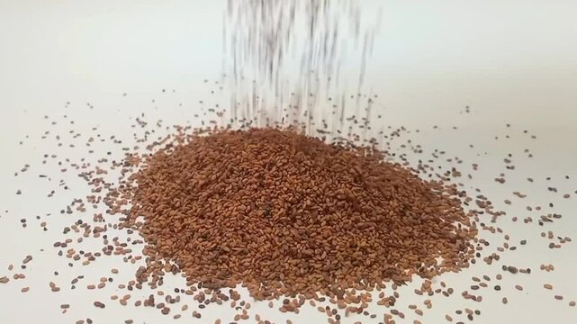Fenugreek seeds falling on clean white background in the center frame, close up, herbs and spices.
