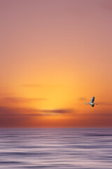 Heron flying across a golden Indian Ocean sunrise