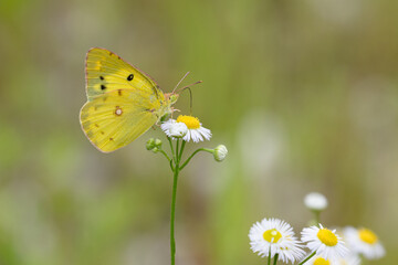 吸蜜中のモンキチョウ02
