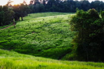 Nong Phak Chi Wildlife Watching Tower (Khao Yai National Park)