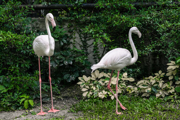 flamingo in the zoo