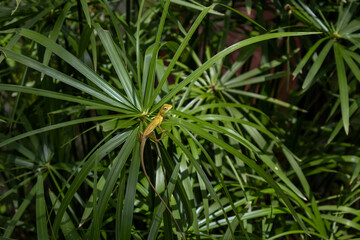 Graceful Lizard in its Natural Habitat