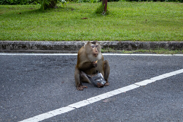 The monkeys steal snacks from tourists