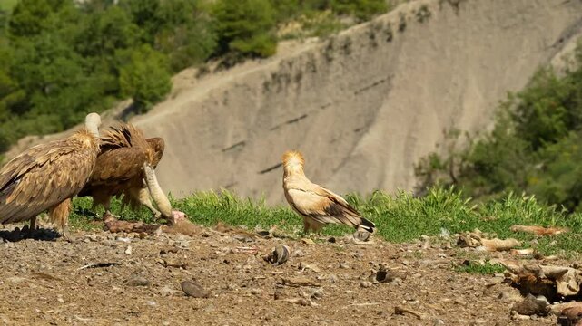 close-up of an Egyptian Vulture (Neophron percnopterus, Alimoche Com&uacute;n) feeding