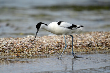 Säbelschnäbler // Pied avocet (Recurvirostra avosetta) 