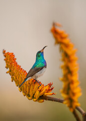 Obraz premium A white bellied sunbird with gorgeous iridescent and colorful feathers looking at an orange aloe flower spike from which it intends to eat nectar in the Kruger National Park in South Africa.