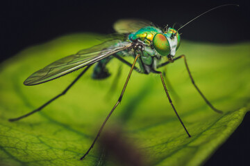 Close up of green long-legged fly or Austrosciapus connexus on green leaf. Insect photo in Thailand, Light nature background, Selective focus.