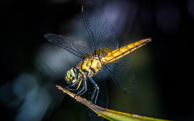 Dragonfly perched on green leaf