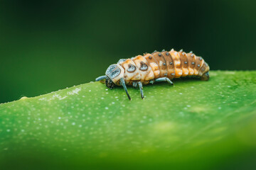 Hippodamia variegata larva ladybug on leaf.