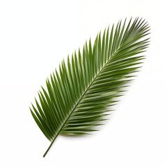Obraz premium Vibrant Green Palm Leaf Isolated on a White Background Showcasing Exotic Tropical Foliage and Detail