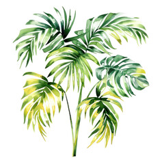 Obraz premium Tropical watercolor illustration isolated on transparent. png file for art work, posters, posters, cards, holiday decor. 