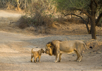 Asiatic Lion With Cub 