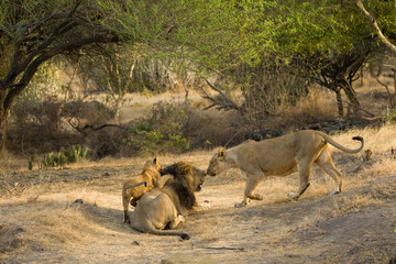 Asiatic Lion Pride at Gir National Park
