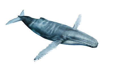 Fototapeta premium Isolated PNG Big Whale, GENERATIVE AI