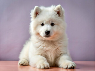 white pomeranian puppy, puppy, samoyed, canine, cute, portrait, domestic, tongue, breed, akita, purebred, husky, isolated