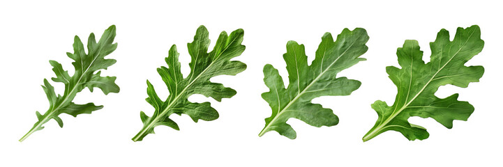 Fototapeta premium Set of arugula leaf, isolated on transparent white background