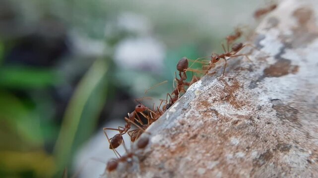 Oecophylla smaragdina is working together to carry the bodies of black ants for food. ants cooperate in finding food.
