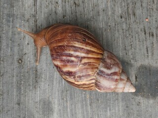 A close-up of a snail with a beautifully textured shell crawling on a wooden surface. Perfect for nature, wildlife, and macro photography themes