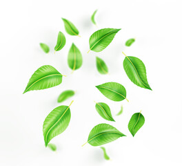 Falling green tea leaves or mint, fresh foliage of lime or peppermint flying in air 3d render. Organic element for product packaging design, advertising isolated on white background. 3D illustration