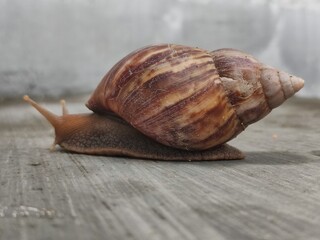 A detailed side view of a snail moving across a wooden surface, highlighting its antennae and shell texture. Ideal for macro and nature photography