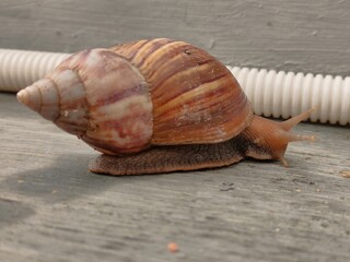 A detailed side view of a snail moving across a wooden surface, highlighting its antennae and shell texture. Ideal for macro and nature photography