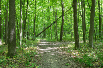 a path is in the green forest