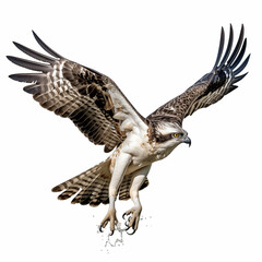 Obraz premium Osprey Flying With Fish In Its Talons And Water Droplets Falling On White Background